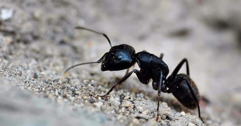 If you have ants in your carpet, one way to get rid of them is to sprinkle breadcrumbs on the floor and wait for the ants to eat them.