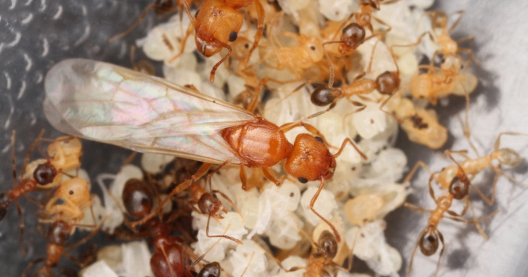 If you have ants in your carpet, one way to get rid of them is to vacuum them up.