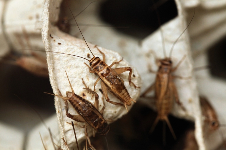 If you have crickets in your garage, one way to get rid of them is to mix water and soap together and spray them.