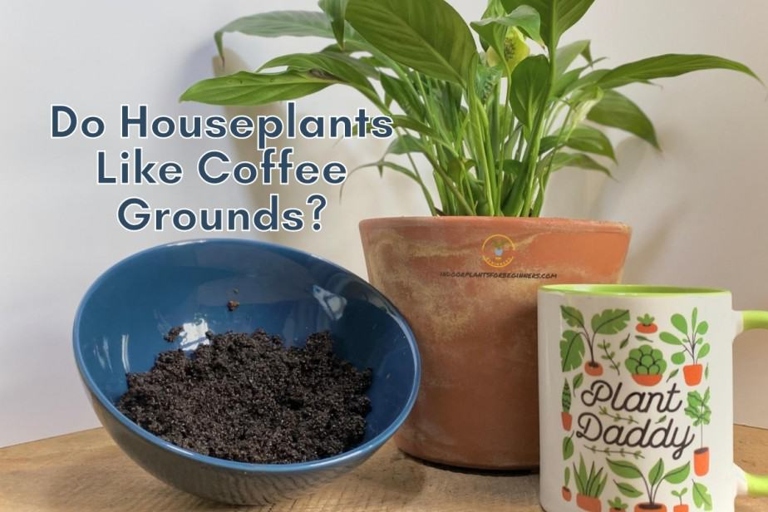 If you have plants, you can use coffee grounds as a fertilizer.