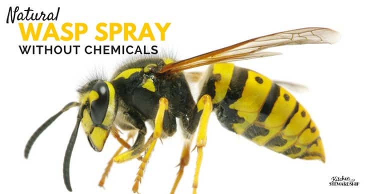 If you have wasps in your house, the best way to get rid of them is to use a soap-and-water solution.
