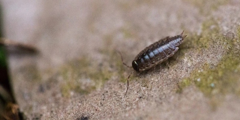 If you have woodlice in your house, you can get rid of them by using insecticide.