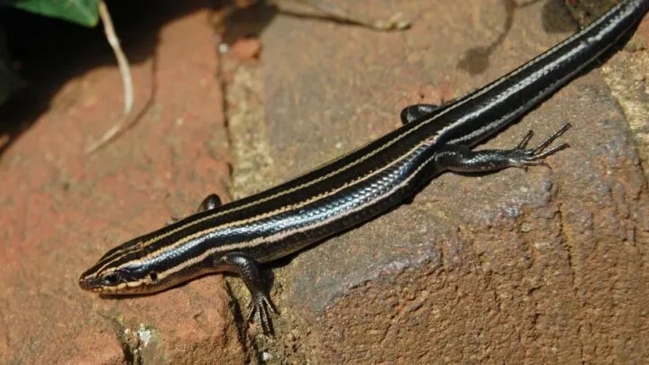 If you want to get rid of skinks on your porch, one of the best things you can do is to get rid of their food sources.