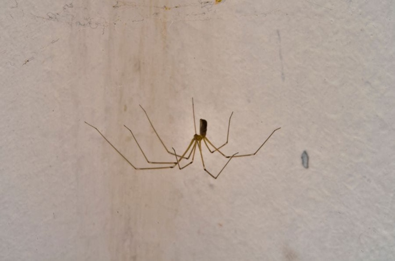 If you want to get rid of spiders in your basement, you need to clean and secure the area.