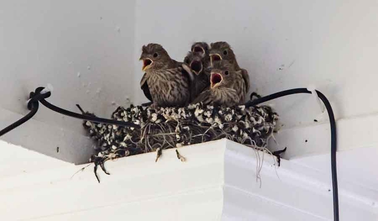 If you want to keep birds out of your garage, don't store food or nesting materials in there.
