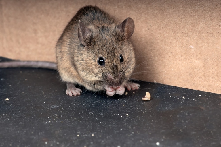 If you want to keep mice away, you need to clean up your clutter.