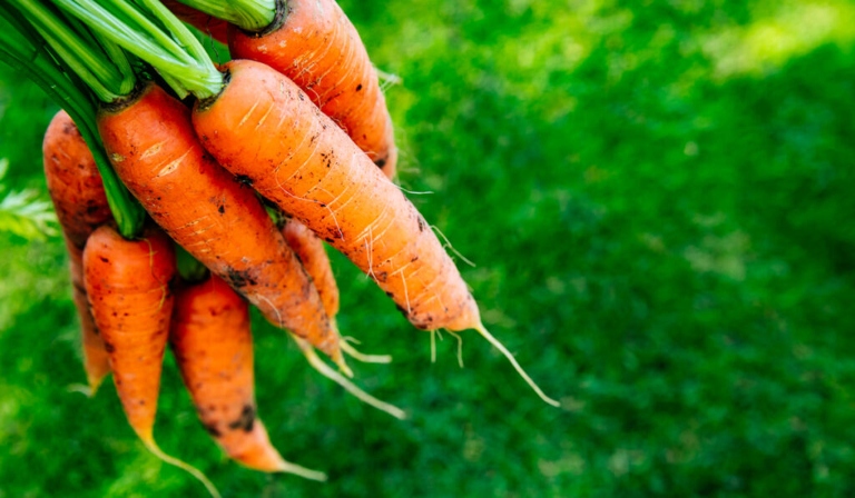 If your carrots are soft, have black spots, or are slimy, they are bad and you should throw them away.