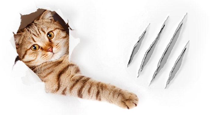 If your cat is scratching the wall, there are a few things you can do to stop it.
