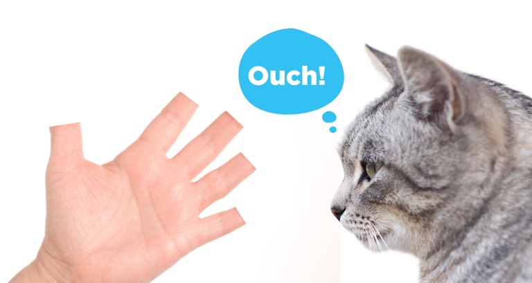 If your cat is scratching the wall, you may want to consider having them declawed.