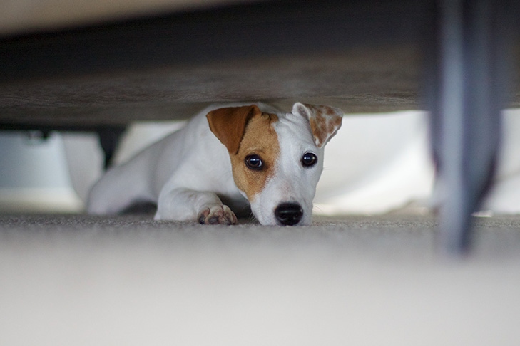 If your dog is hiding under the couch, it may be sick.