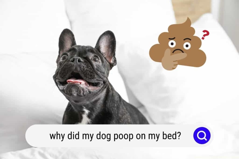 If your dog is pooping on your bed, it may be because they are bored and have too much energy.