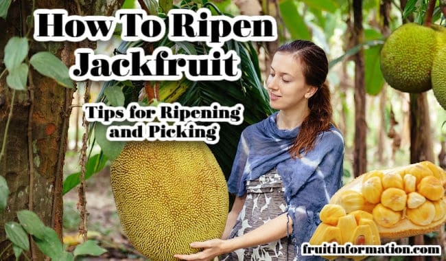 If your jackfruit is unripe, you can ripen it by putting it in a paper bag with a banana for a few days.