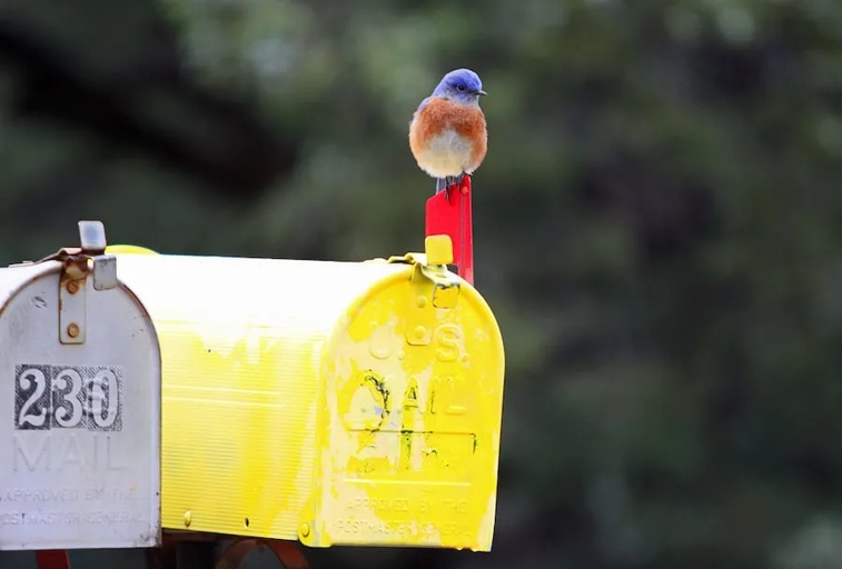 If you're looking for a way to keep birds off your mailbox, one option is to build a scarecrow.