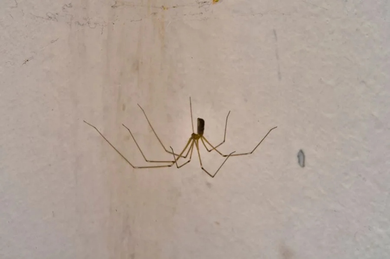 If you're looking for ways to get rid of spiders in your basement, consider using one of these seven spider killing sprays.