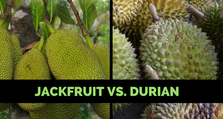 If you're not sure how to tell if a jackfruit is ripe, here's a simple guide to help you out.