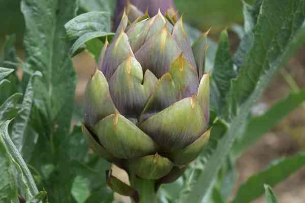 If you're wondering whether you can eat artichoke stems, the answer is yes!