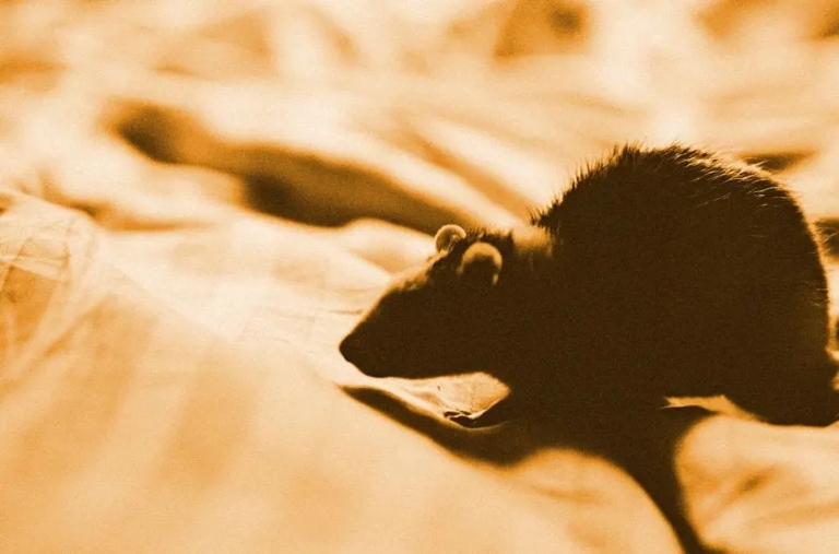 If you're worried about mice in your mattress, there are some simple things you can do to keep them away.