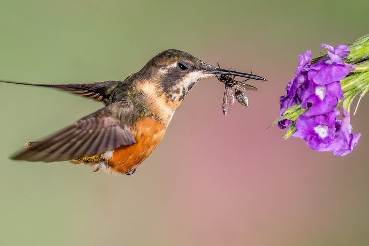 In addition to eating nectar from flowers, hummingbirds also eat small insects for protein.