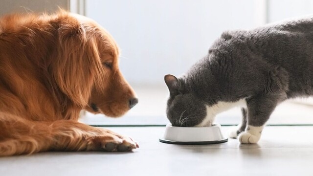 It is safe for your cat to eat dog food, as long as the food is fresh and free of toxins.