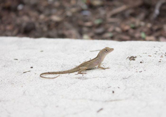 Lizards are a common problem for many homeowners.