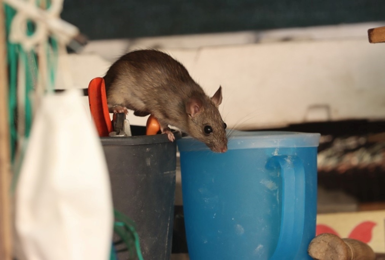Next, seal any holes or cracks that mice could use to enter your home. Finally, set up mouse traps or use a repellent to keep mice away. Mice are attracted to couches because they offer a warm, comfortable place to nest. To get rid of mice, start by removing any food sources that may be attracting them.