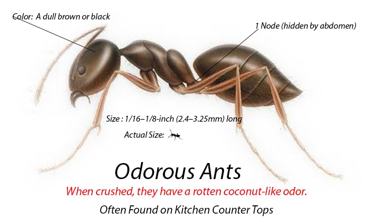 Odorous ants are a species of ant that smells like ink.