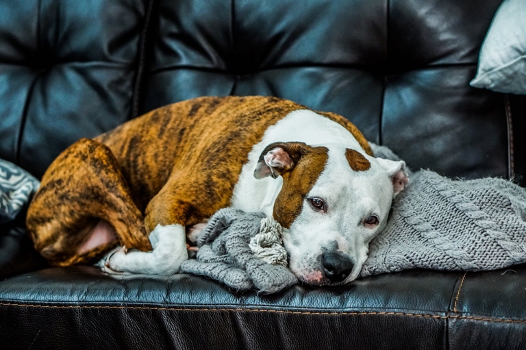 One common reason your dog may be licking the couch is because they are experiencing anxiety or stress.