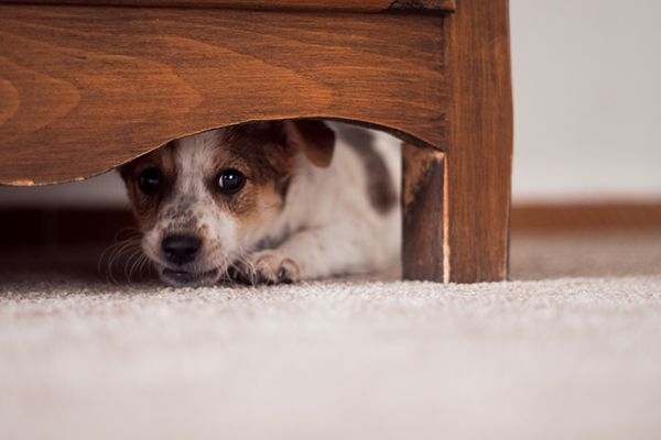 One common reason your dog may hide under the couch is because they are feeling naughty and are trying to avoid being scolded.