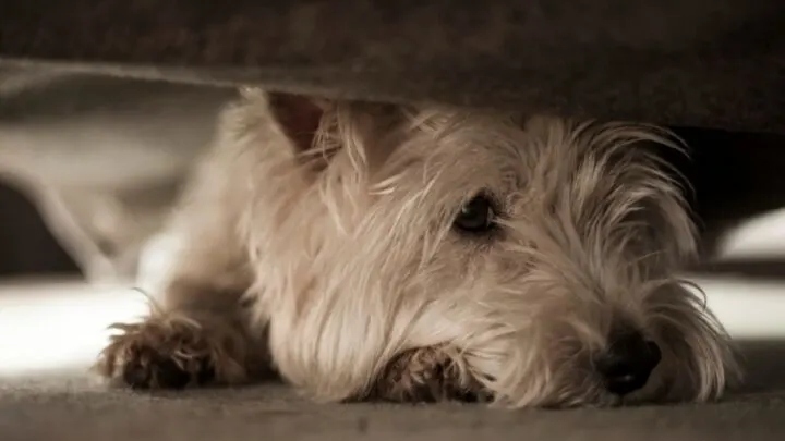 One common reason your dog may hide under the couch is to halt inappropriate chewing.