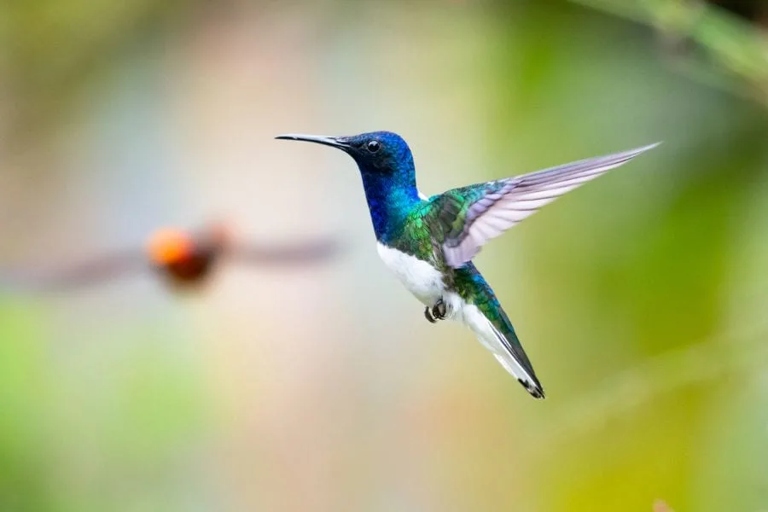 One of the reasons that hummingbirds might hover in your face is because they might recognize you as a human after some time.