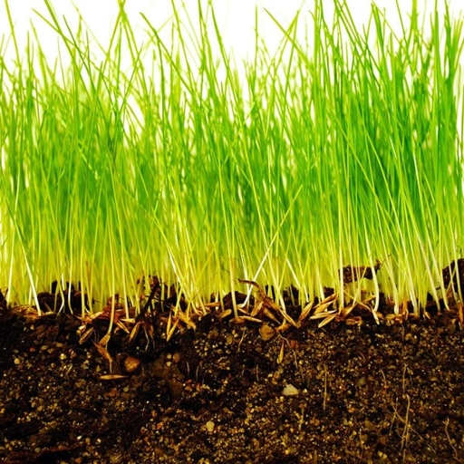 One possible reason for your downspout killing the grass could be soil oversaturation.