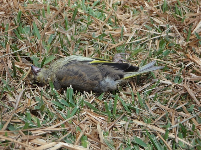 One possible reason you don't see many dead birds is because they are often eaten by other animals.
