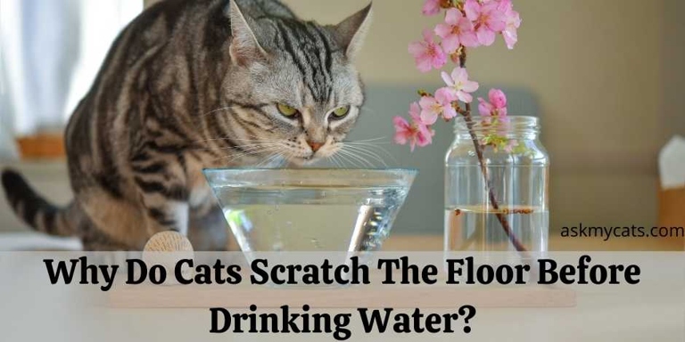 One possible reason your cat scratches the floor before drinking water is to help them get a drink faster.