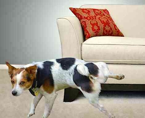 One possible reason your dog is peeing on the couch is that they are marking their territory.
