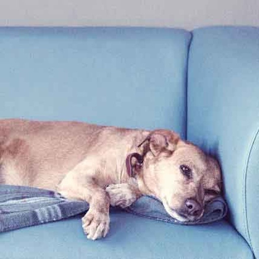 One possible reason your dog is urinating on your couch is that they have a medical condition called incontinence, which is the involuntary leakage of urine.