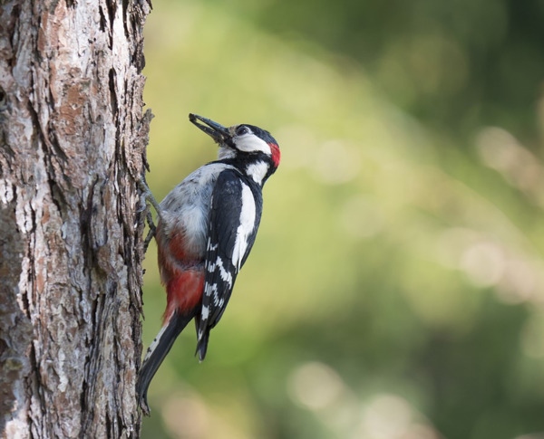 One reason a woodpecker may be pecking on your gutters is because they are looking for a place to build a nest.