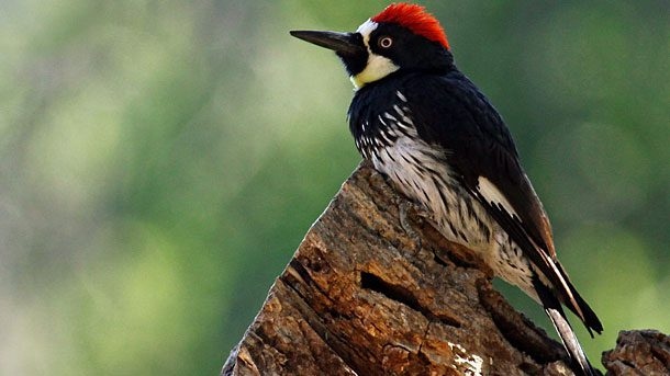 One reason a woodpecker might be pecking on your gutters is because they are looking for a place to build a nest or roost.