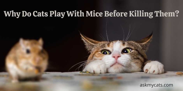 One reason cats may play with mice is to subdue them.