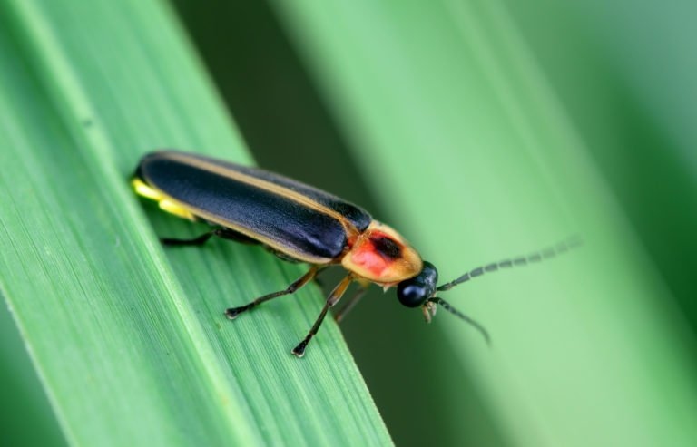 One way to attract lightning bugs is to use natural fertilizers.