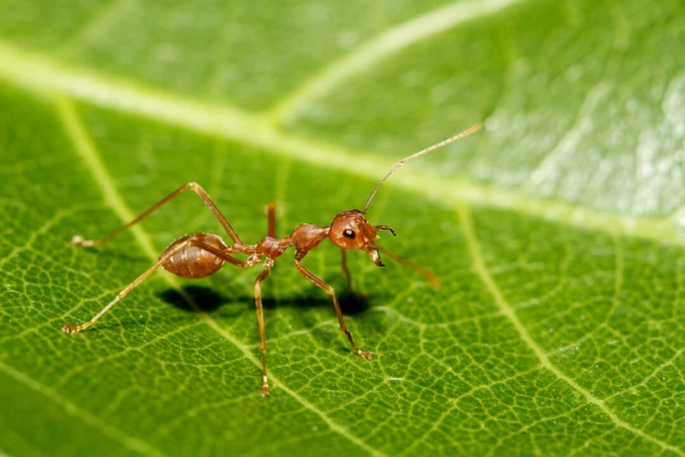 One way to get rid of ants without attracting more is to use a mixture of equal parts vinegar and water.
