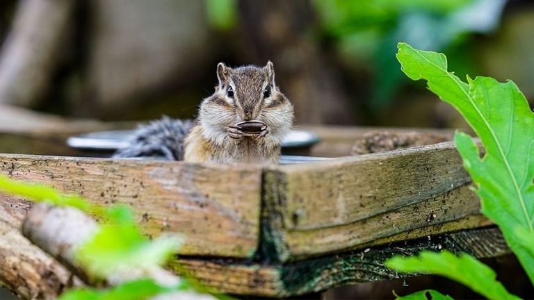 One way to get rid of chipmunks is to remove their food sources and any clutter around your home.