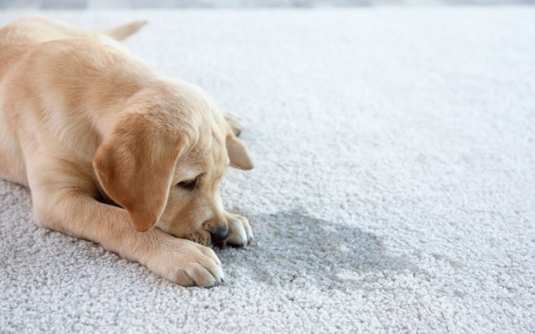 One way to prevent indoor urinating is to take your dog for regular walks and potty breaks.