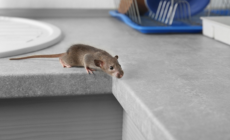 One way to prevent mice from getting into your cabinets is to use a deterrent like mouse traps or poison.