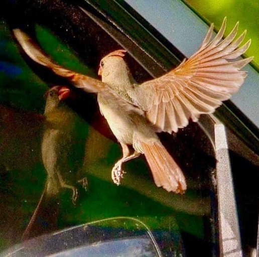 One way to stop Cardinals from attacking windows is to keep your windows clean.