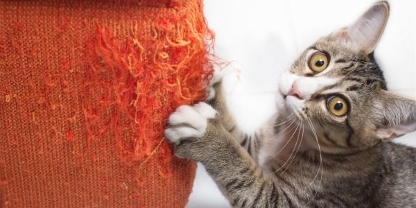 One way to stop your cat from scratching the wall is to provide them with a scratching post.