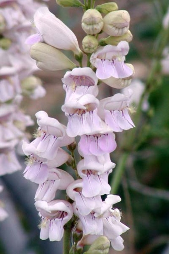Penstemon is a genus of about 250 species of flowering plants native to the Americas.