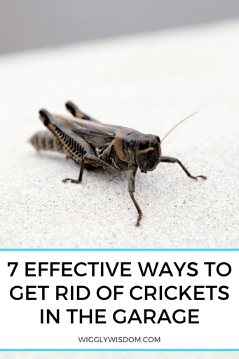 Poison cricket bait is a popular method for getting rid of crickets in the garage.