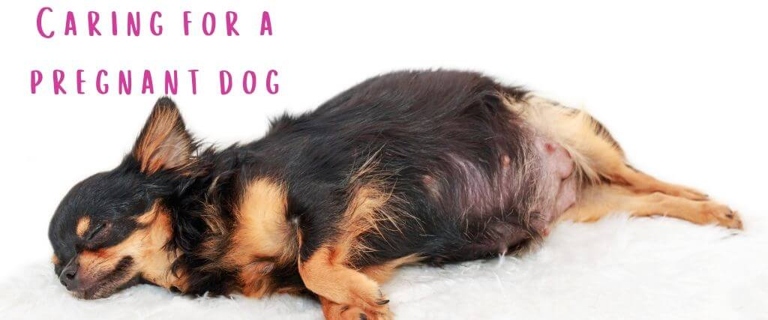 Pregnant dogs may become more lethargic as their due date approaches.