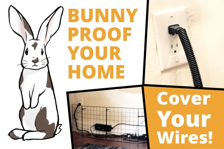 Rabbits are relatively clean animals and their enclosure does not require much maintenance.