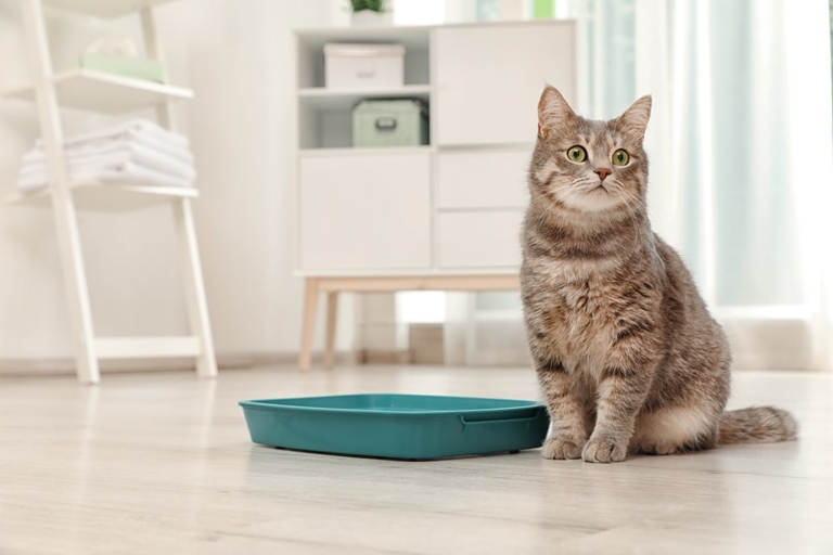Scooping your cat's litter regularly is one of the easiest ways to make it last longer.